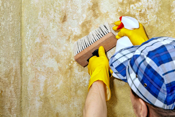 Dehumidification Services in Orland, CA