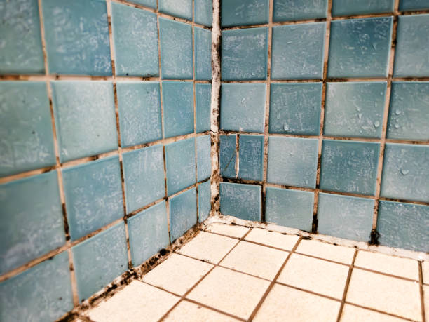 Best Basement Mold Removal  in Orland, CA