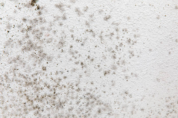 Biohazard Mold Removal in Orland, CA