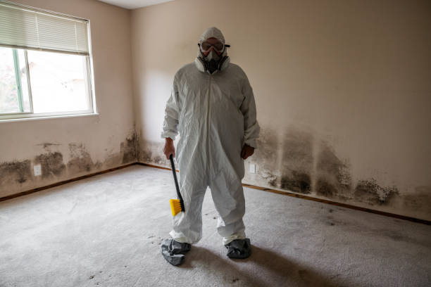 Professional Mold Removal in Orland, CA